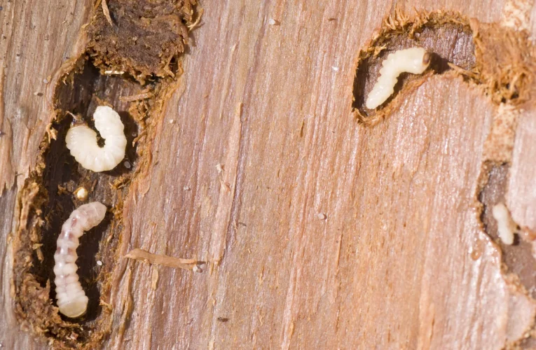 How Modern Microwave Systems Improve Pest Control